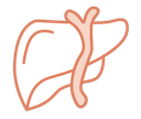 Icon for Karaciğer Fonksiyon Testleri